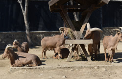 Bakı Zooloji Parkına ekskursiyası təşkil edilmişdir