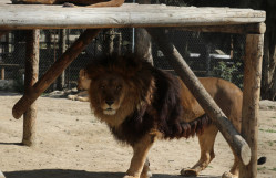 Bakı Zooloji Parkına ekskursiyası təşkil edilmişdir