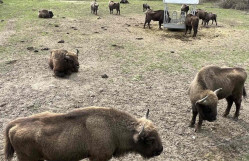 BİOLOGİYA FAKÜLTƏSİNİN TƏLƏBƏLƏRİ ŞAHDAĞ MİLLİ PARKINA EKSKURSİYA EDİBLƏR