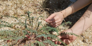 BDU-nun Biologiya fakültəsinin bir qrup tələbəsi Abşeron Milli Parkında ekoloji aksiya keçirib