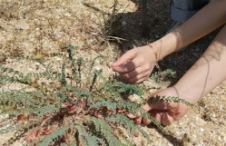 BDU-nun Biologiya fakültəsinin bir qrup tələbəsi Abşeron Milli Parkında ekoloji aksiya keçirib