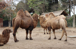 Bakı Zooloji Parkında açıq dərs