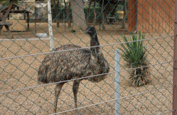 Bakı Zooloji Parkında açıq dərs