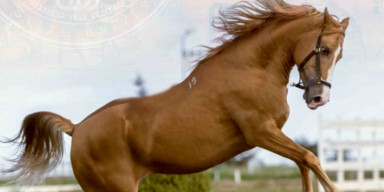 BDU-nun dəstəyi ilə Qarabağ və Dilbaz at cinslərinin genetik xəritəsi hazırlanır