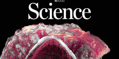 Biologiya fakültəsinin aliminin həmmüəllif olduğu məqalə nüfuzlu “Science” jurnalında beynəlxalq nəşr olunub