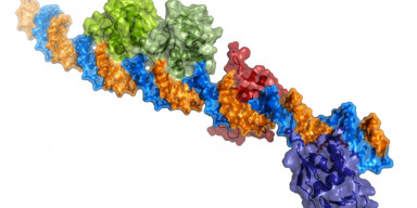 Yumşaq buğda nümunələrinin genetik polimorfizminə həsr olunmuş elmi seminar keçirilib