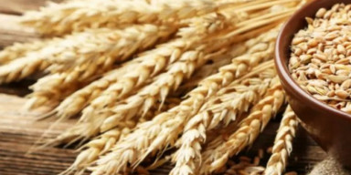 BDU-da yumşaq buğda nümunələrinin genetik polimorfizminə dair tədqiqatlar aparılır