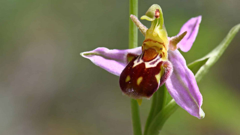 "Kharibulbul" Girls' Club Held an Outdoor Training-Discussion Session