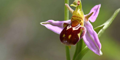 "Kharibulbul" Girls' Club Held an Outdoor Training-Discussion Session