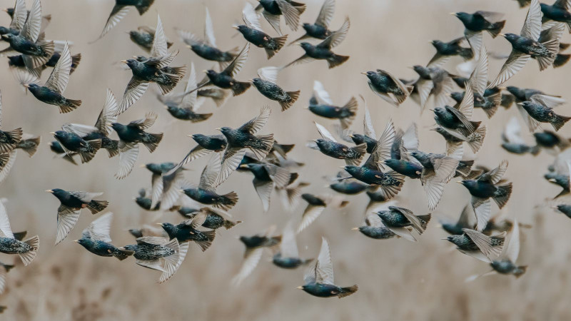 “Xəzərin cənub-qərb sahilində quşların trofik və biotopik əlaqələri” mövzusunda elmi seminar keçirildi