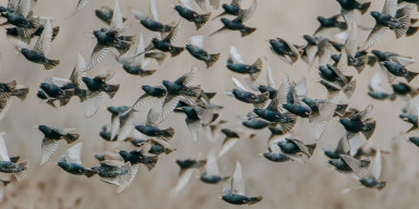 “Xəzərin cənub-qərb sahilində quşların trofik və biotopik əlaqələri” mövzusunda elmi seminar keçirildi
