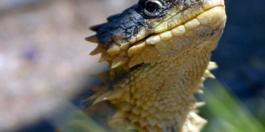 Biologiya fakültəsində sürünənlərin bəzi növlərinin ekoloji və histoloji xüsusiyyətlərinə həsr olunmuş elmi seminar keçirilib