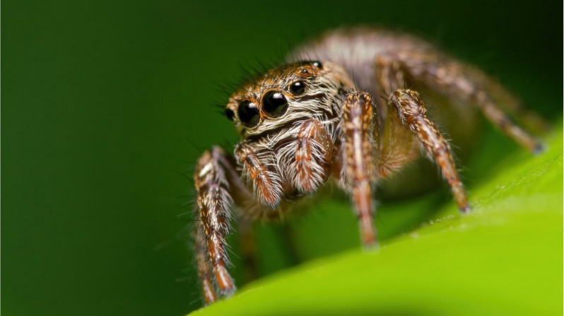 "Hörümçəklər" seminarı keçirildi