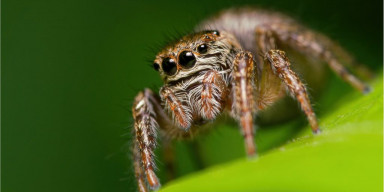 "Hörümçəklər" seminarı keçirildi
