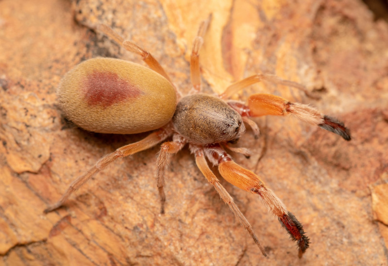 Tələbə Elmi Cəmiyyətinin Siyəzən ekspedisiyası zamanı araxnoloji nümunələr toplanıb