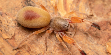Tələbə Elmi Cəmiyyətinin Siyəzən ekspedisiyası zamanı araxnoloji nümunələr toplanıb