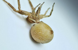 Tələbə Elmi Cəmiyyətinin Siyəzən ekspedisiyası zamanı araxnoloji nümunələr toplanıb