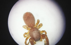 Tələbə Elmi Cəmiyyətinin Siyəzən ekspedisiyası zamanı araxnoloji nümunələr toplanıb