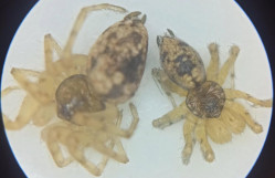 Tələbə Elmi Cəmiyyətinin Siyəzən ekspedisiyası zamanı araxnoloji nümunələr toplanıb