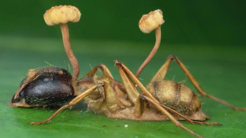 "Səbəb-Nəticə  münasibətləri mövqeyindən parazitizmə baxış" mövzusunda  elmi seminar