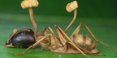 "Səbəb-Nəticə  münasibətləri mövqeyindən parazitizmə baxış" mövzusunda  elmi seminar
