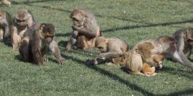 BDU-da “Primatların sosial strukturu: sosial beyin hipotezi” adlı elmi seminar