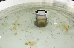 BDU əməkdaşları Neftçalada Beynəlxalq Biomüxtəliflik Gününə həsr edilmiş tədbirdə