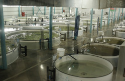 BDU əməkdaşları Neftçalada Beynəlxalq Biomüxtəliflik Gününə həsr edilmiş tədbirdə