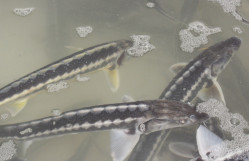 BDU əməkdaşları Neftçalada Beynəlxalq Biomüxtəliflik Gününə həsr edilmiş tədbirdə