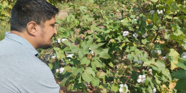 An initial discussion of the dissertation of Amrahov Nurlan Rashid oglu, submitted for the award of the Doctor of Philosophy (PhD) in Biology degree, will be held