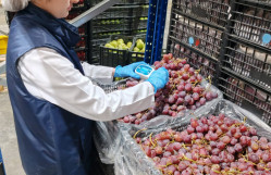 Biologiya fakültəsinin tələbələri “Araz Supermarket” MMC-də istehsalat təcrübəsi keçir