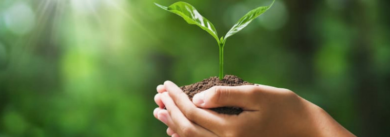 BDU-nun Biologiya fakültəsində duzluluq stresinin bitkilərə təsiri tədqiq olunur