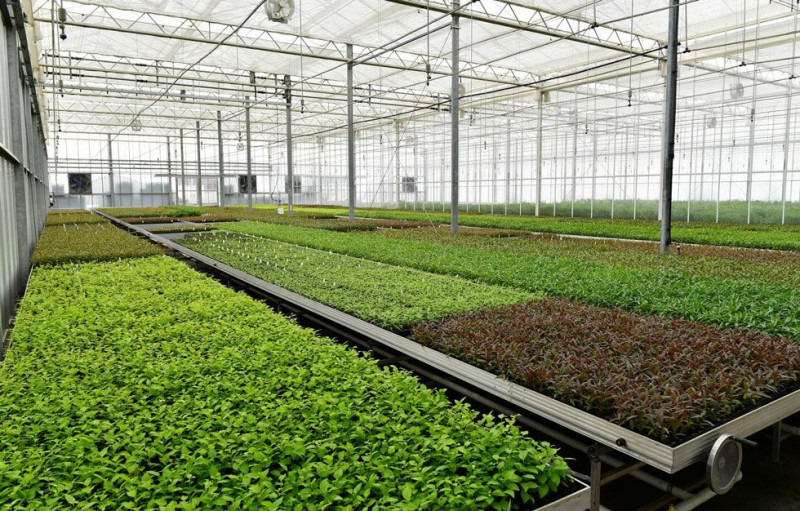 Biologiya fakültəsinin tələbələri Grand Agro Invitro MMC-də uzunmüddətli təcrübə keçir
