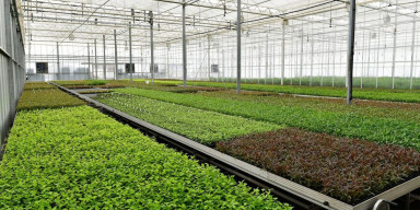 Biologiya fakültəsinin tələbələri Grand Agro Invitro MMC-də uzunmüddətli təcrübə keçir